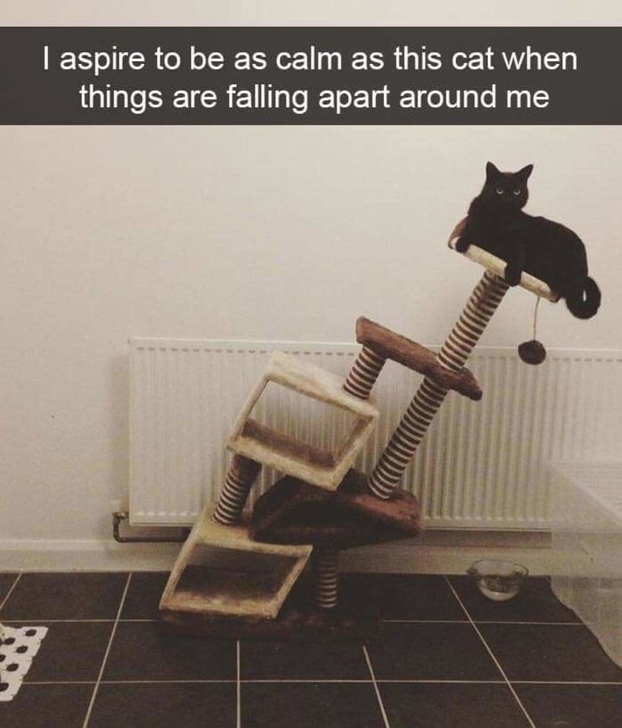 i aspire to be as calm as this cat when things are falling apart around me
