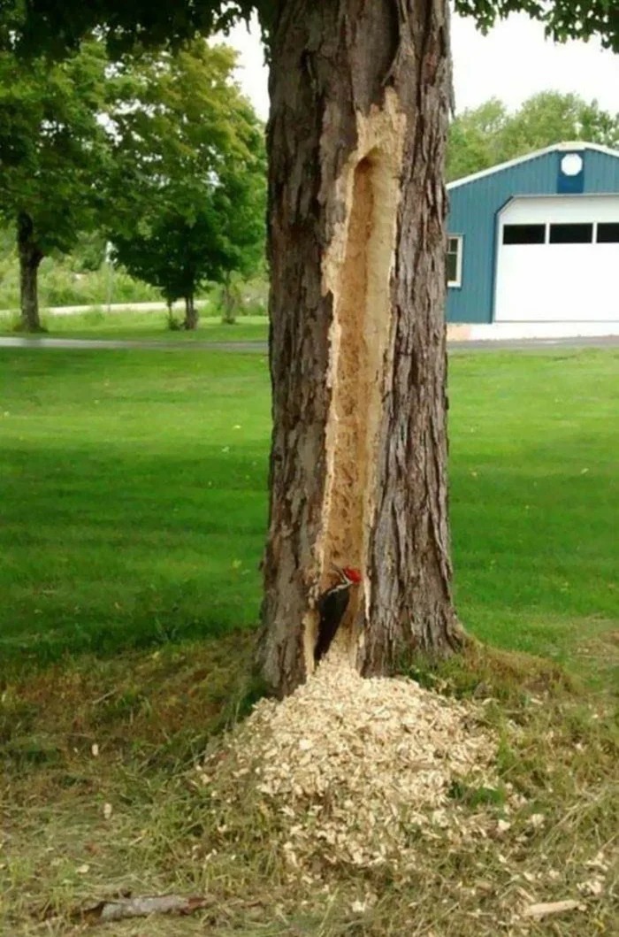 this wood pecker personifies 2020, large gash in tree