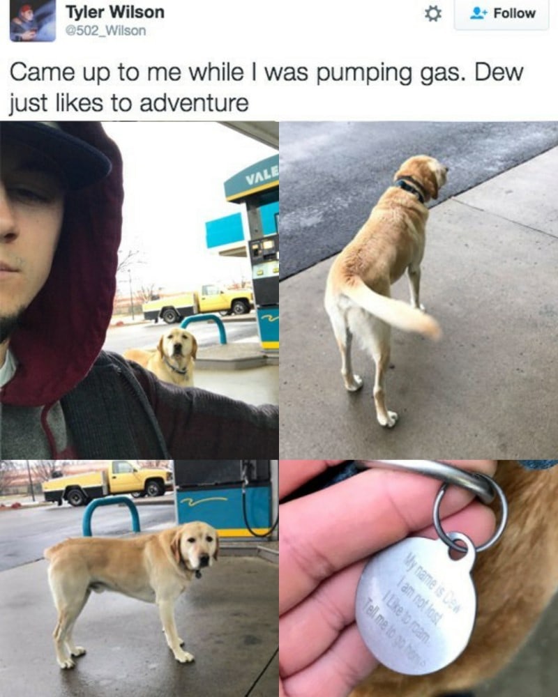 came up to me while i was pumping gas, dew just likes to adventure, my name is dev, i am not lost, i like to roam, tell me to go home