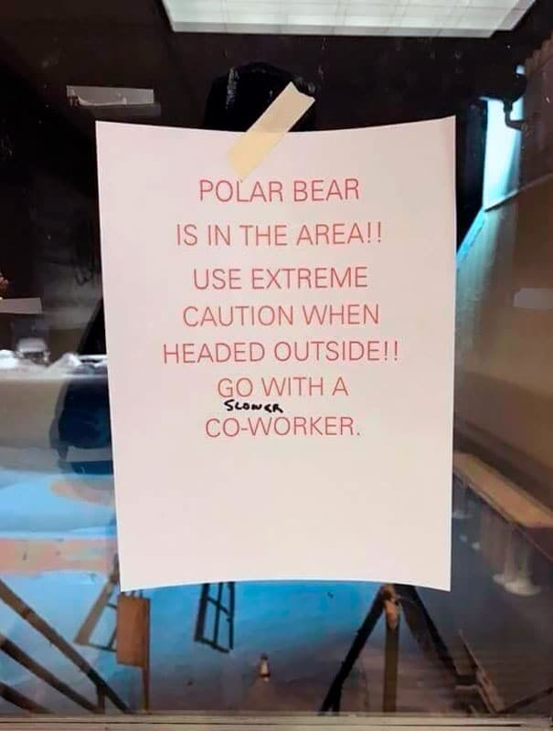 polar bear is in the area, use extreme caution when headed outside, go with a slower coworker