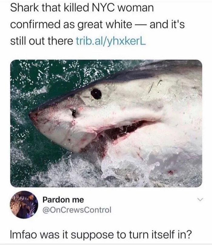 shark that killed nyc woman confirmed as great white, and it's still out there, lmfao was it supposed to turn itself in?