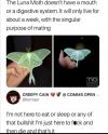 the luna moth doesn't have a mouth or a digestive system, it will only live for about a week, with the singular purpose of mating