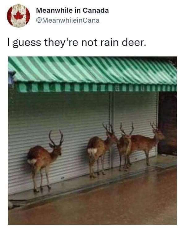 i guess they're not rain deer, deer taking shelter from the rain