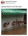 i guess they're not rain deer, deer taking shelter from the rain