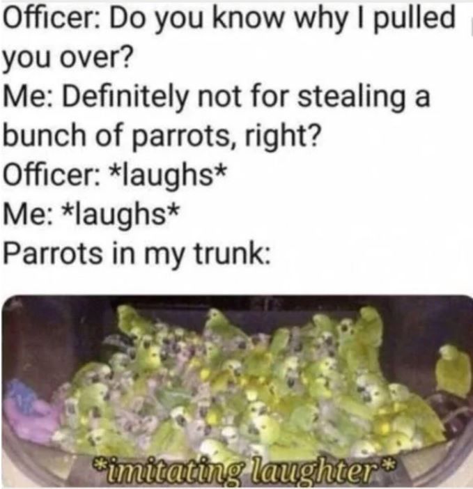 do you know why i pulled you over?, definitely not for stealing a bunch of parrots, right?, laughs, laughs, parrots in my trunk, imitating laughter