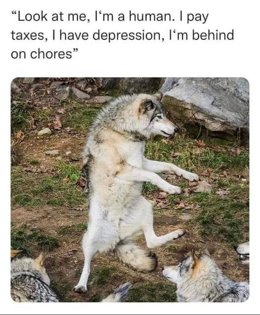 look at me, i'm a human, i pay taxes, i have depression, i'm behind on chores