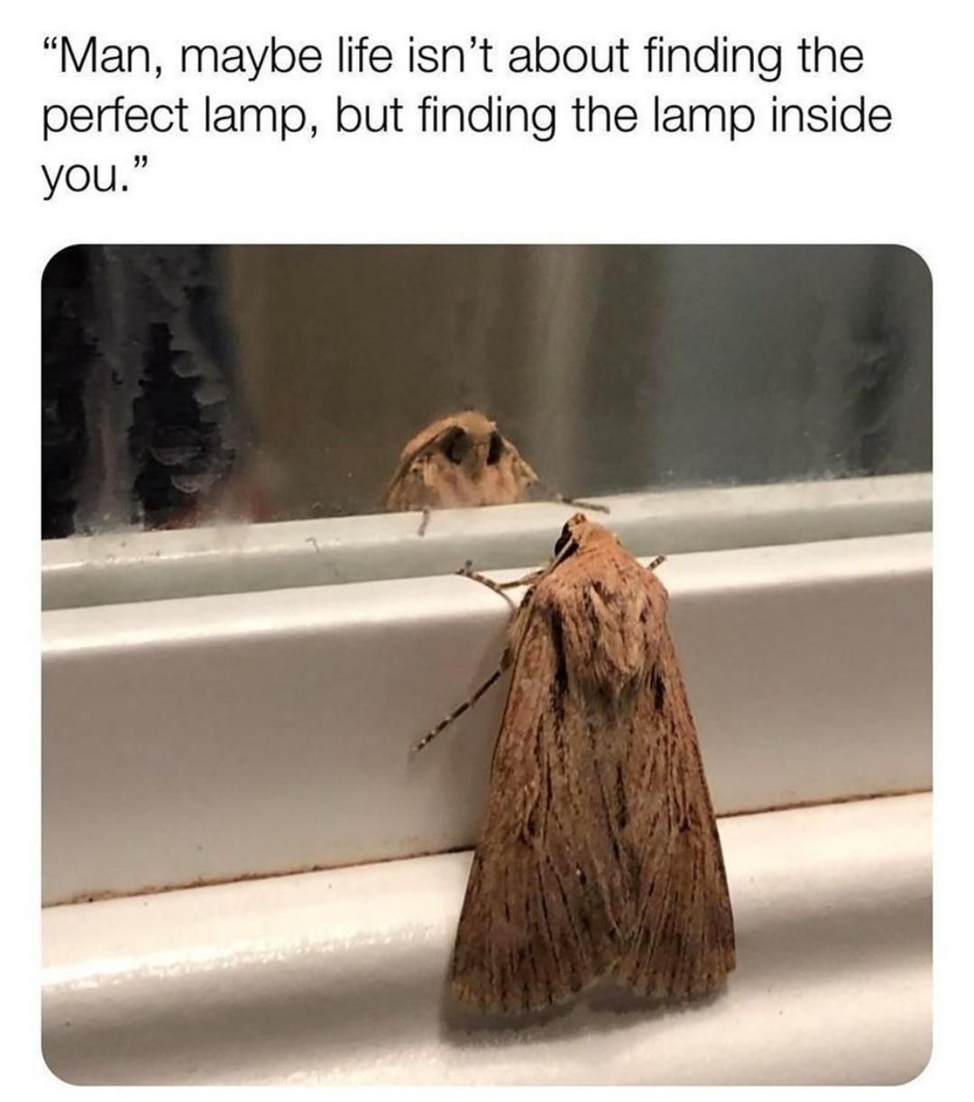 man maybe life isn't about finding the perfect lamp, but finding the lamp inside you, existential moth