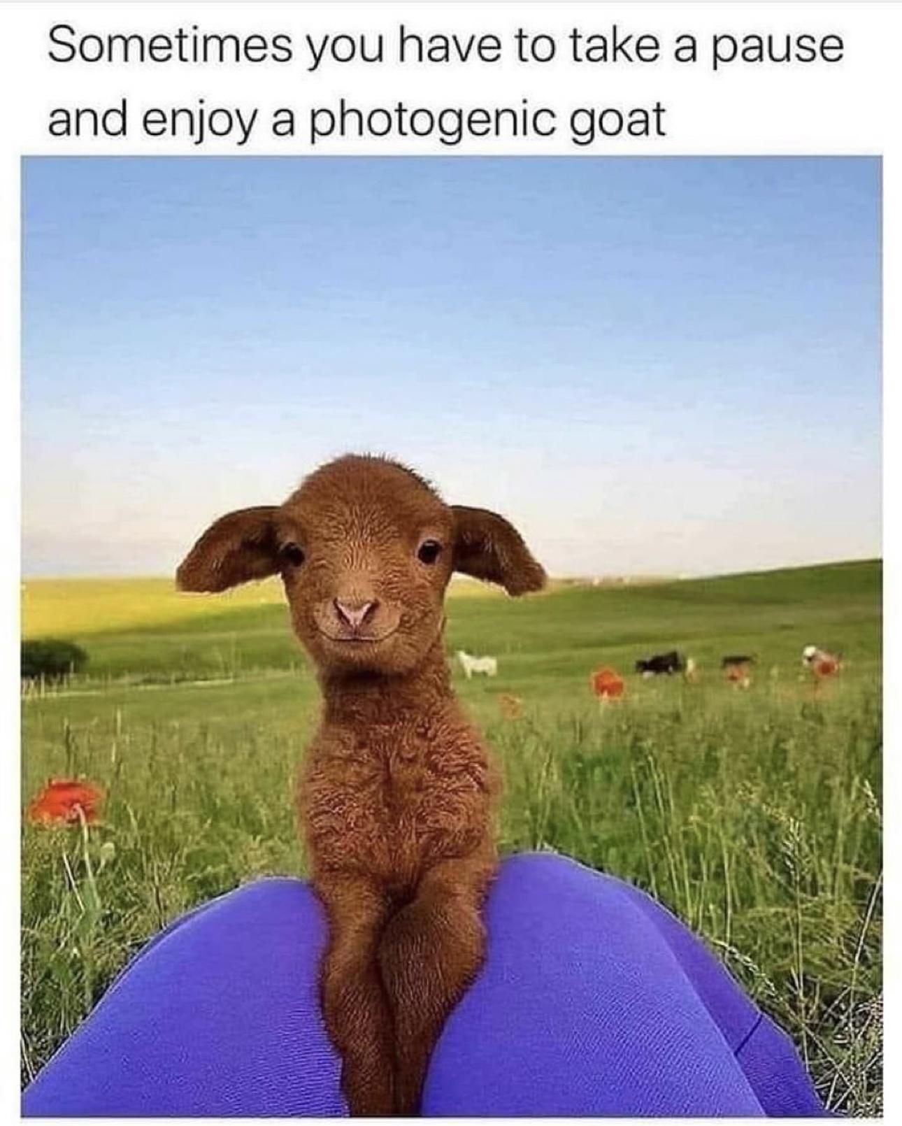sometimes you have to take a pause and enjoy a photogenic goat