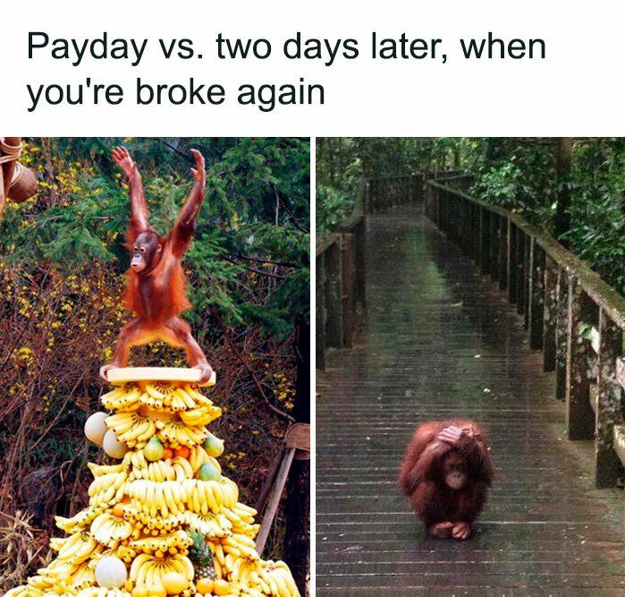 payday vs two days later when you're broke again, chimpanzee on mountain of bananas