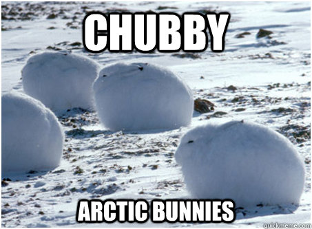 chubby arctic bunnies, meme