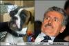totallylookslike, dog, Massimo d'Alema