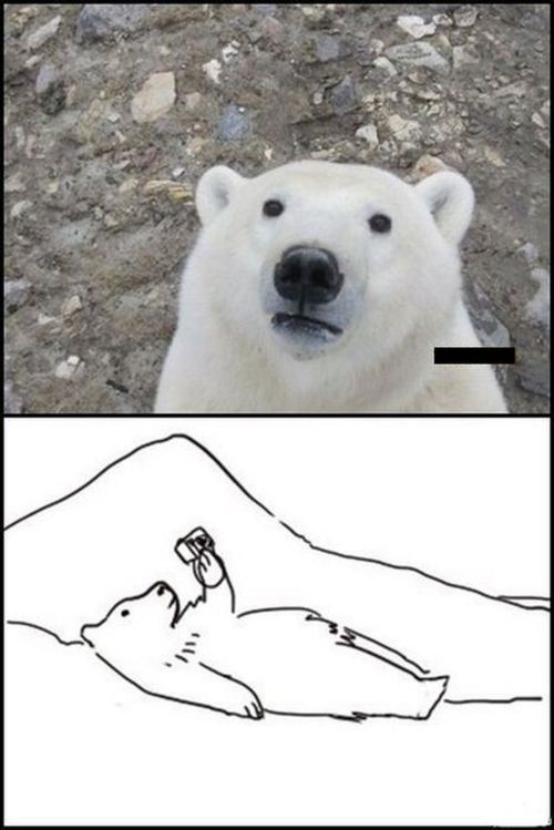 meme, polar bear