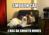 smooth cat has the smooth moves