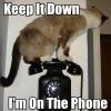 keep it down I'm on the phone, cat, meme