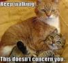 keep walking, this doesn't concern you, meme, cats fighting