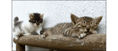 kitten plays with sleeping sibling and falls off platform