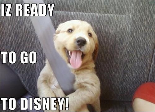 iz ready to go to disney, cute golden retriever wearing seatbelt on car seat, dog, puppy