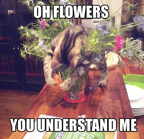 oh flowers you understand me, cat on a vase, meme