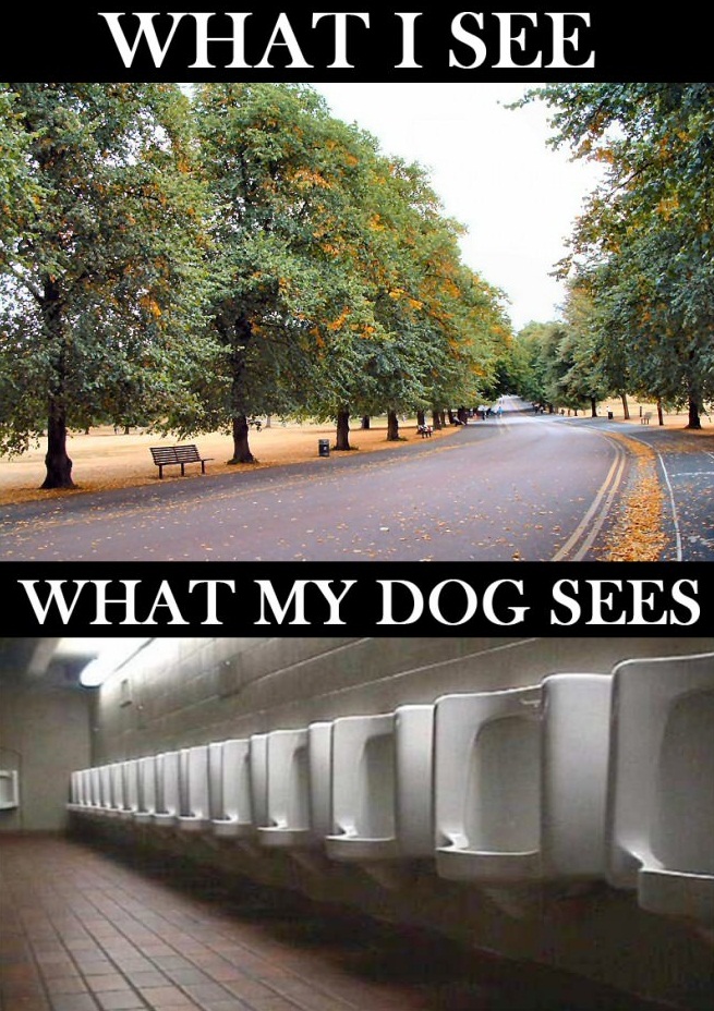 dog, what I see