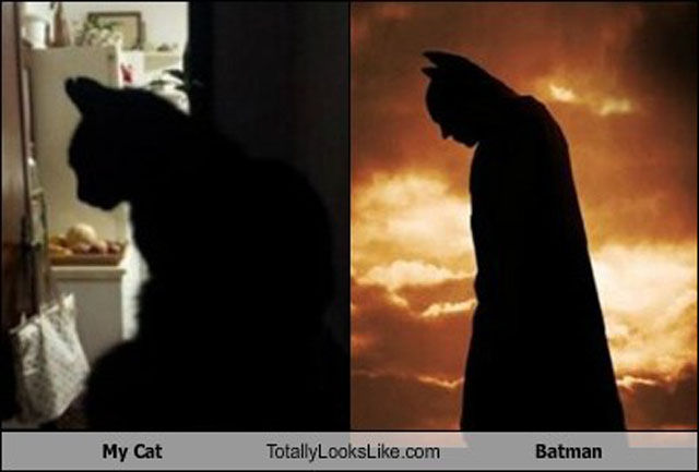batman, cat, animal, silhouette 