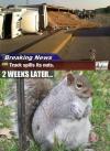 squirrel, nuts, truck, accident, meme, fat