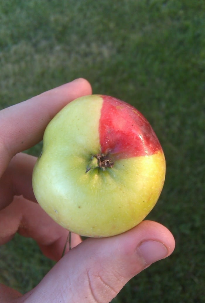 apple, fruit, unique