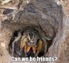 can we be friends, spider, meme, nope