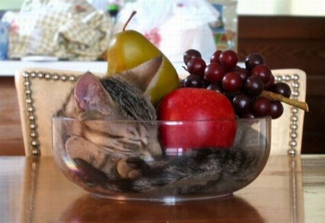 fruit, cat, bowl