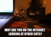 why are you on the internet looking at other cats?, meme