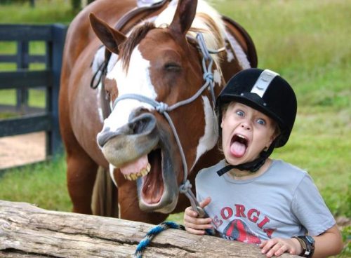 horse, face, funny