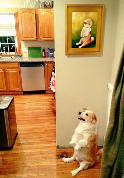 portrait of a dog sitting above dog sitting