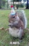this party is nuts, squirrel wearing party hat, meme
