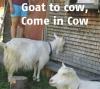 goat to cow, come in cow