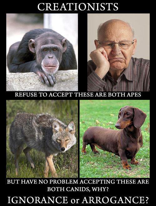 creationists refuse to accept that these are both apes, but have no problem accepting these are both canids, why?, ignorance or arrogance?, evolution