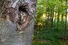 tree, owl