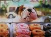 dog licking a window protecting donuts