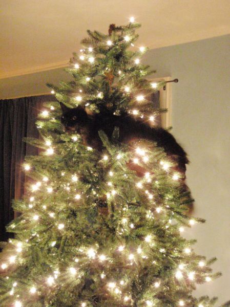 cat, tree, christmas, ornament