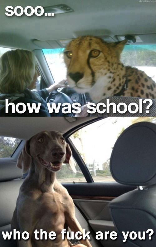 sp how was school?, who the fuck are you?, cheetah, dog, meme
