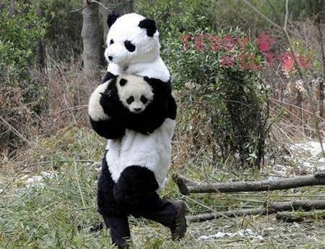 panda, costume