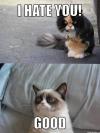 I hate you, good, grumpy cat, meme