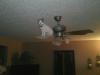 cat sitting on ceiling fan blade