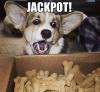 jackpot, dog in awe of box full of treats, face