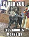 I told you, less kibbles, more bits, angry dog holding knife in mouth