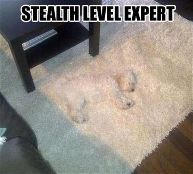 stealth, level, dog, rug, carpet