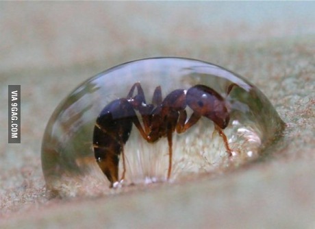 ant, water, drop