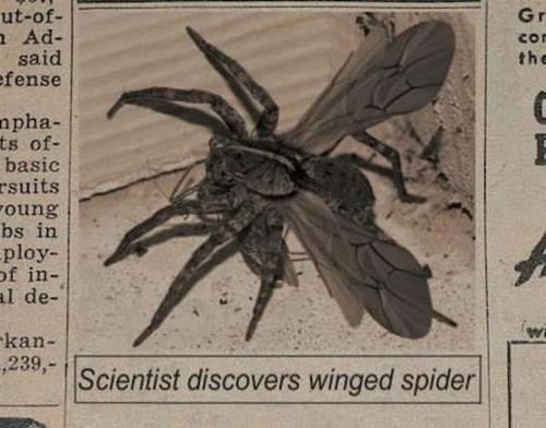 scientists discovers winged spider