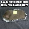 meme, potato, baked, hamster