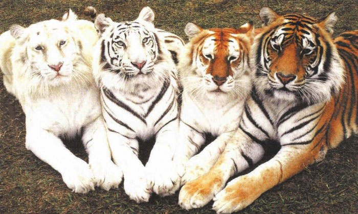 tiger, race, variety