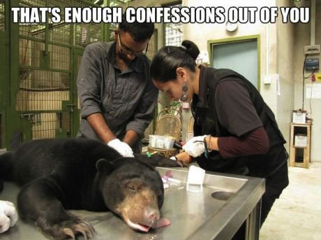 that's enough confessions out of you, confession bear put to sleep, meme