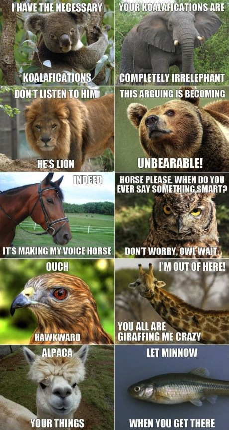 animals, meme, pun, wordplay